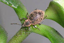 adult_vine_weevil