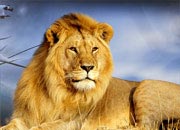 african-lion-banner