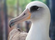 albatross-banner