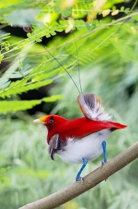 King Bird of Paradise