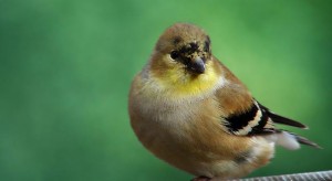 american-goldfinch