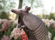 armadillo-banner