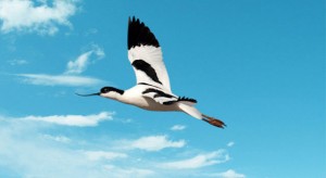 avocest-flying