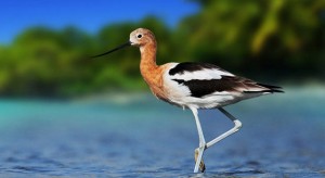 avocest-gazing