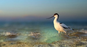 avocest-in-water