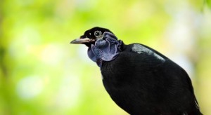 bare-necked-fruitcrow-sitting