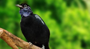 bare-necked-fruitcrow-sitting-on-tree