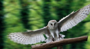 barn-owl-flying-sitting