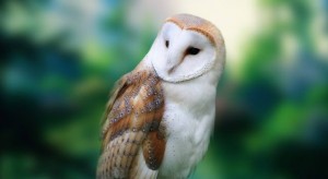 barn-owl-gazing