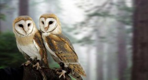 barn-owl-on-wood