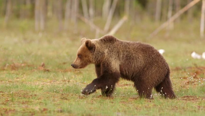 الدب البني (Brown Bears)