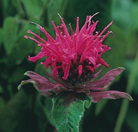 beebalm_GID