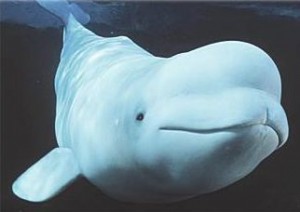 beluga whale