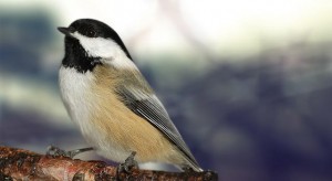 black-capped-chickadee