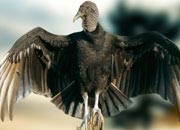 black-vulture-banner