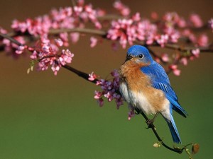 blue-bird_471_600x450
