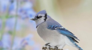 blue-jay