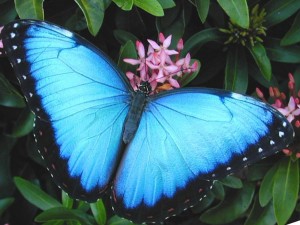 blue-morpho4