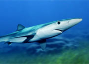 blue-shark-banner