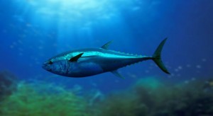 bluefin-tuna