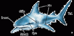 body-and-physical-features-of-a-shark