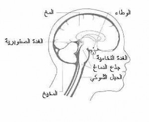 brain1