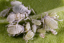 cabbage_aphid_non_winged_ad