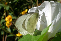 cabbage_large_white_female