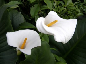 زهرة  الزنبق كالا Calla Lily