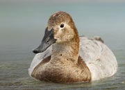 canvasback-duck-banner