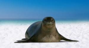 caribbean-monk-seal