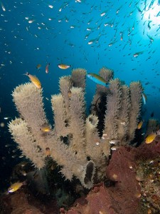 coral-reefs