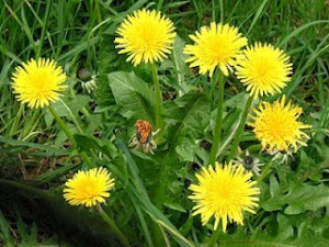 dandelion (1)