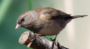 dark-eyed-junco