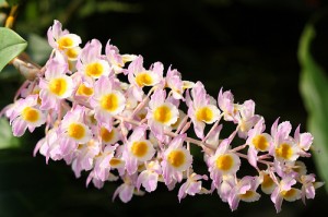 زهرة DENDROBIUM