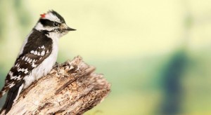 downy-woodpecker
