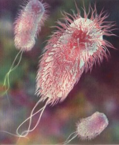 e-coli-bacteria1