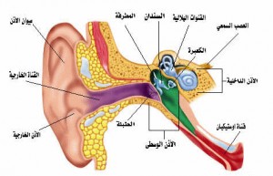 ماهي اعراض التهاب الأذن