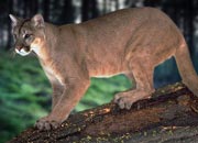 eastern-puma-banner