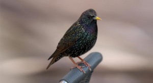 european-starling