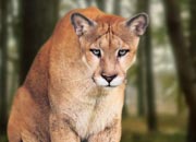 florida-cougar-banner