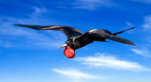 frigate-bird