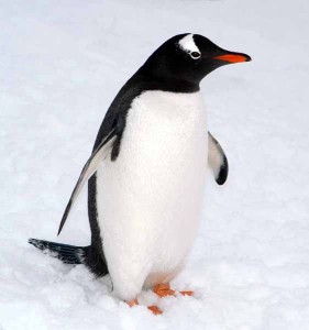 gentoo1