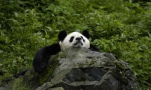giant-panda-what-wwf-is-doingHI_113976
