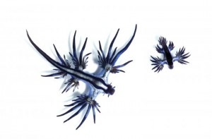 glaucusatlanticus11na7