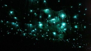 glowworm-caves-waitom-2[2]