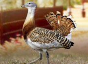 great-bustards-banner