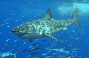 great-white-shark