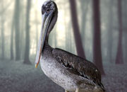 grey-pelican-banner