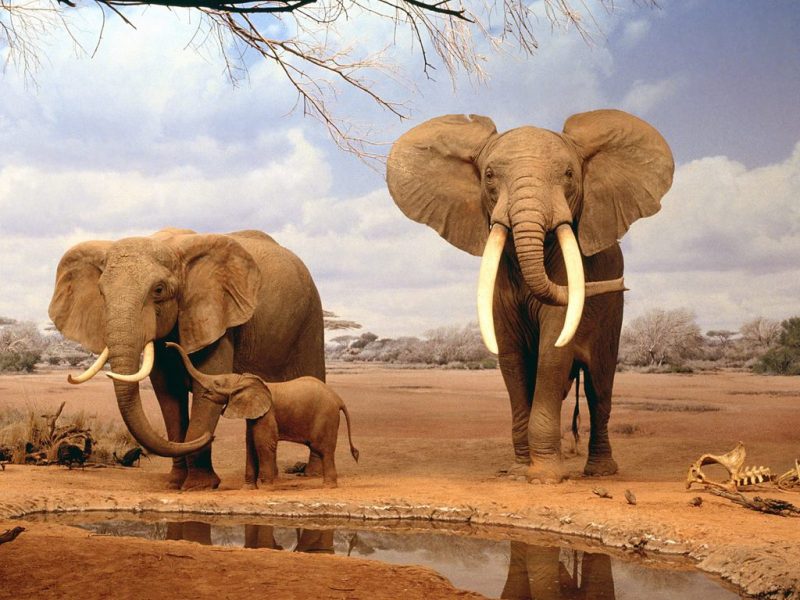 الفيل الأفريقي (African Elephant )